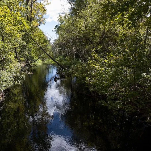 thumbnail for publication: Valuing the Ecosystem Services of Florida's Forest Conservation Programs: The Economic Benefits of Protecting Water Quality